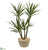 Silk Plants Direct Yucca Artificial Plant - Pack of 1