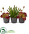 Silk Plants Direct Mix Succulent Artificial Plant - Pack of 1