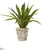 Silk Plants Direct Sansevieria Artificial Plant - Pack of 1