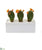 Silk Plants Direct Cactus Succulent Artificial Plant - Pack of 1