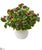 Silk Plants Direct Variegated Holly Artificial Plant in White Planter - Pack of 1