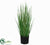 Horsetail Reed Grass - Green - Pack of 4