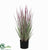 Outdoor Horsetail Reed Grass - Green - Pack of 4