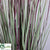 Outdoor Horsetail Reed Grass - Mauve - Pack of 4 - DETAIL