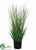 Outdoor Horsetail Reed Grass - Green - Pack of 2