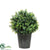 Outdoor Basil Topiary - Green - Pack of 2