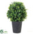 Outdoor Basil Topiary - Green - Pack of 2