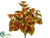 Coleus Plant - Green Red - Pack of 12
