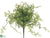 Baby's Tear Bush - Green - Pack of 12