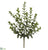 Wintergreen Boxwood Bush - Green - Pack of 12