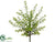 Boxwood Bush - Green Burgundy - Pack of 12