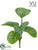 Outdoor Calathea Ornata Bush - Green - Pack of 12