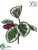 Outdoor Calathea Orbifolia Bush - Green - Pack of 12