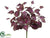 Coleus Bush - Burgundy - Pack of 12