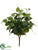 Philodendron Bush - Green Dark - Pack of 12