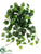 Philodendron Vine Hanging Plant - Green - Pack of 36