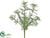 Dill Bush - Green - Pack of 24