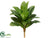 Dracaena Plant - Green Light - Pack of 12