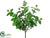 Eucalyptus Bush - Green - Pack of 12