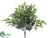 Ficus Bush - Green Frosted - Pack of 12