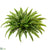 Boston Fern Bush - Green - Pack of 4