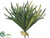 Staghorn Fern Bush - Green Frosted - Pack of 12