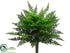 Silk Plants Direct Ruffle Fern Bush - Green - Pack of 4