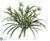 Spider Plant - Green White - Pack of 12