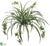 Spider Plant - Green White - Pack of 12
