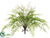 Maidenhair Fern Bush - Green - Pack of 12