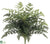 Polynesian Leather Fern Bush - Green - Pack of 6