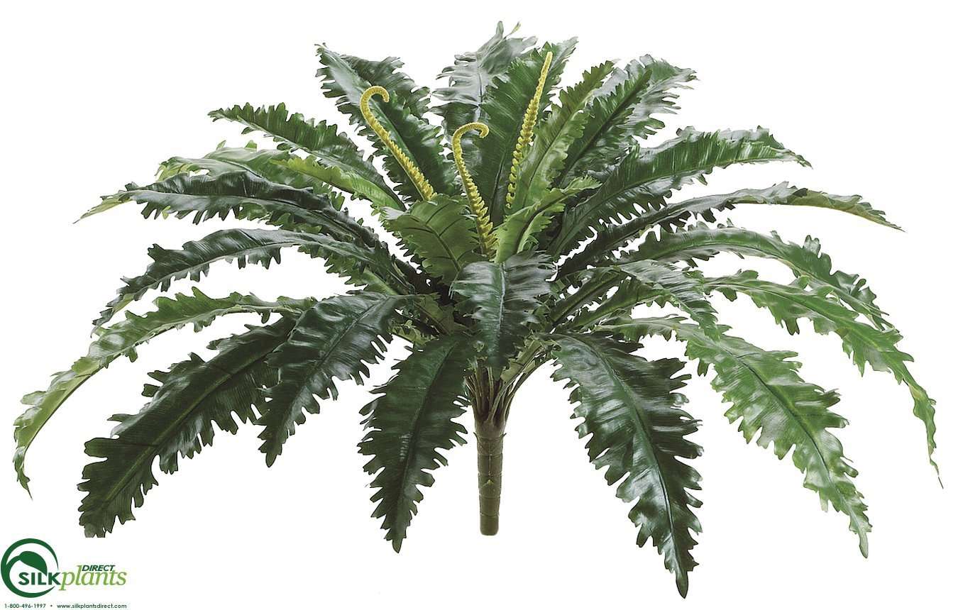 birds nest fern bush Bird Nest Fern Bush - Green - Pack of 12 - (CRG-033FBPS)