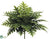 Woodwardia Spotted Fern Bush - Green - Pack of 6