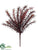 Asparagus Fern Bush - Brick Rust - Pack of 12