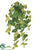 Potato Leaf Hanging Bush - Green Red - Pack of 6