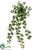 Ficus Primula Hanging Bush - Green - Pack of 24