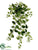 Ficus Primula Hanging Bush - Variegated - Pack of 24