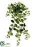 Silk Plants Direct Ficus Primula Hanging Bush - Variegated - Pack of 24