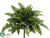 Leather Fern Bush - Green Dark - Pack of 24