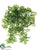 Maidenhair Fern Hanging Bush - Green Light - Pack of 6