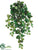 Swedish Ivy Hanging Bush - Green - Pack of 12