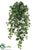 Swedish Ivy Hanging Bush - Green - Pack of 6