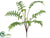 Hawaiian Fern Bush - Green - Pack of 12