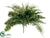 Boston Compacta Fern Bush - Green - Pack of 6