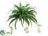 Silk Plants Direct Boston Fern, Spider Bush - Green - Pack of 6