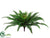 Boston Fern Bush - Green - Pack of 6