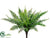 Boston Fern Bush - Green Frosted - Pack of 12