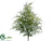 Asparagus Fern Bush - Green - Pack of 12