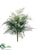 Asparagus Fern Bush - Green - Pack of 12