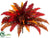 Boston Fern Bush - Flame - Pack of 6